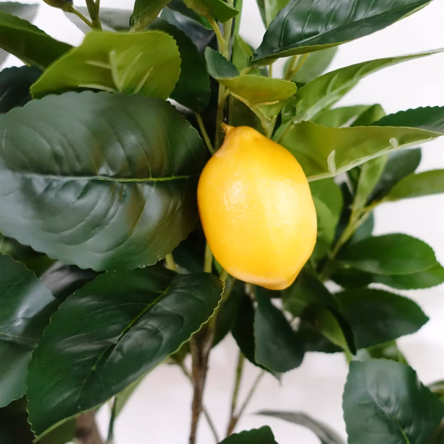 Botanik UK Artificial Lemon Tree in Green with Black Plastic Pot, Height: 120 cm – 3