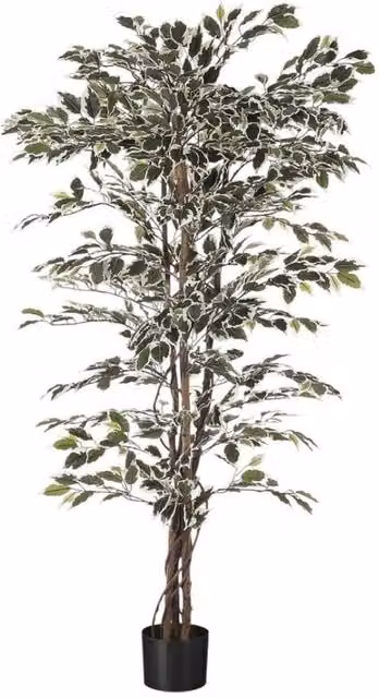 KDMD Green Variegated Ficus Potted Tree, 7ft