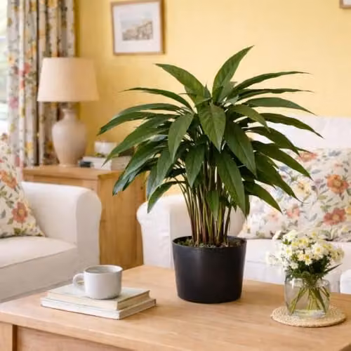 Leaf Design UK Realistic Large Artificial Calathea Foliage Plant in Green, Height: 60 cm – 2