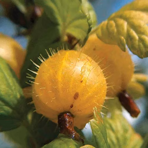 Thompson & Morgan Hinnonmaki Yellow Gooseberry Bare Root Plant – 3