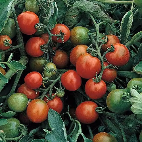 Thompson and Morgan Red Alert Bush Tomato Vegetable Seeds – 1
