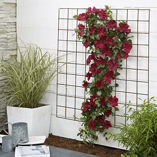 Thompson & Morgan Clematis Nubia Red Climbing Shrub, 1x 15cm Potted Plant