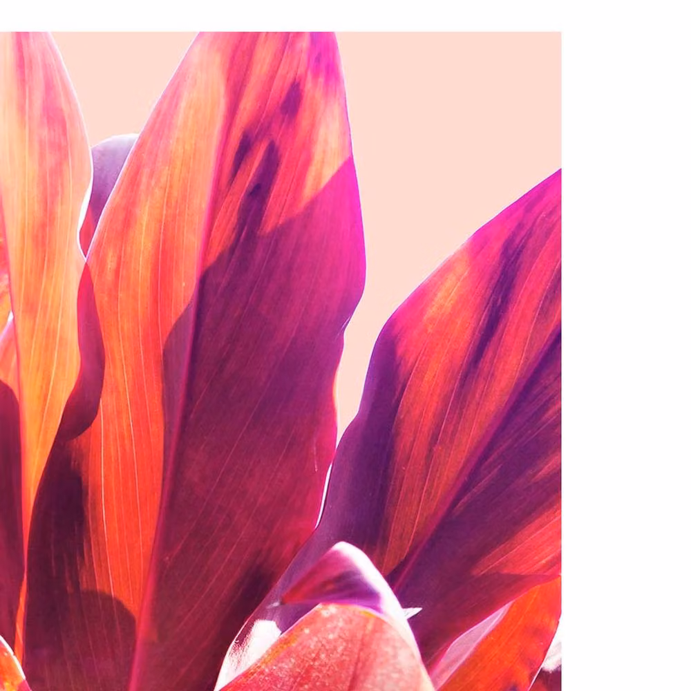Gemma Bardot Tropical Leaves I Multicolour Botanical Paper Print Illustration – 2