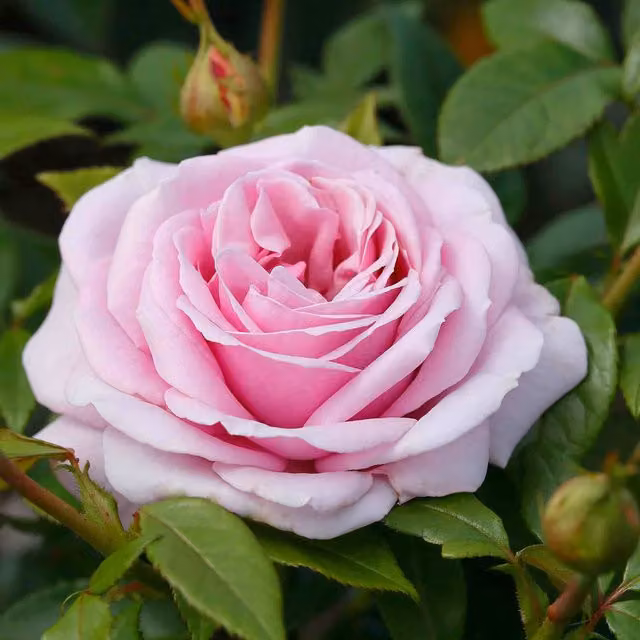 Marshalls Garden Hopes and Dreams Hybrid Tea Rose, Purple and Pink