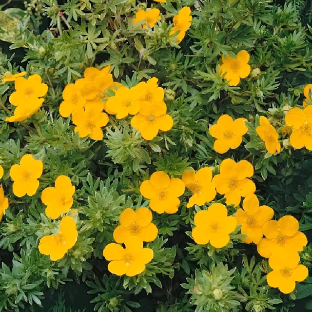 Direct Plants 3x Potentilla Gold Finger Yellow Ornamental Garden Shrubs
