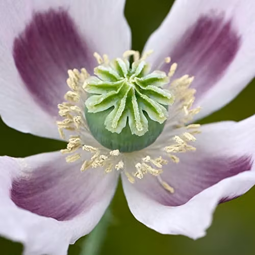 Thompson and Morgan Poppy Album Papaver somniferum Pink Flower Seeds, Approx. 300 Seeds – 2