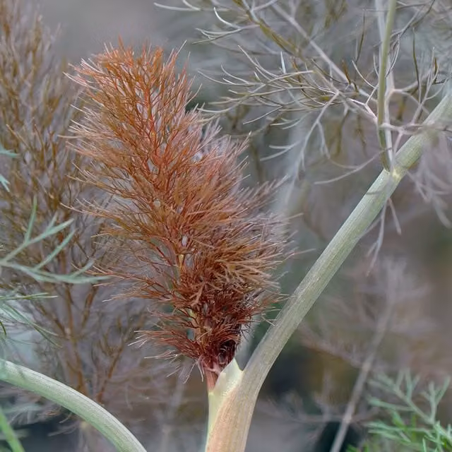 Giant Bronze Fennel Foeniculum Vulgare Herb Garden Plant in 9cm Pot, Green and Bronze