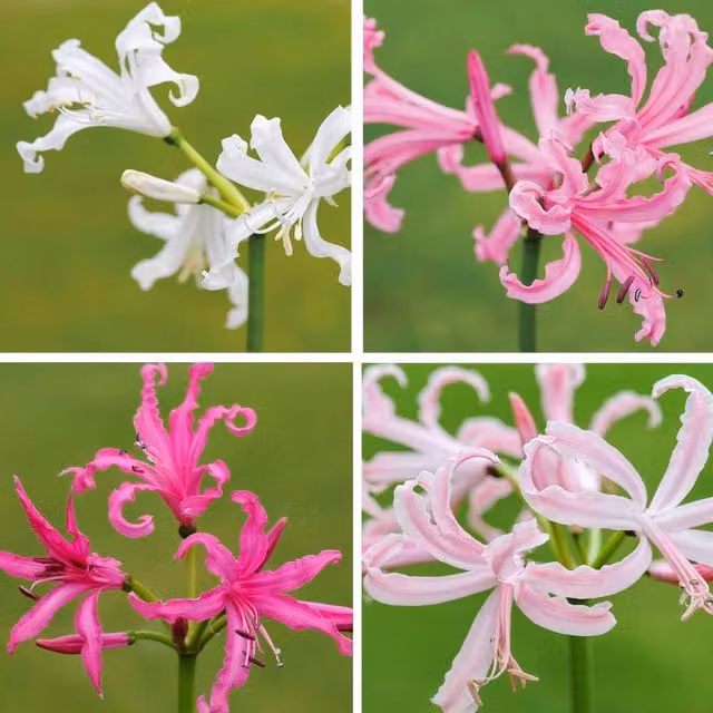 Thompson & Morgan Nerine Bowdenii Bulb Collection, Pink, White and Red, 20 Bulbs