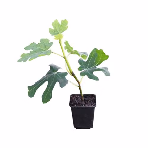 Thompson & Morgan Green Fig Tree, 6 x 9cm Potted Plants – 2