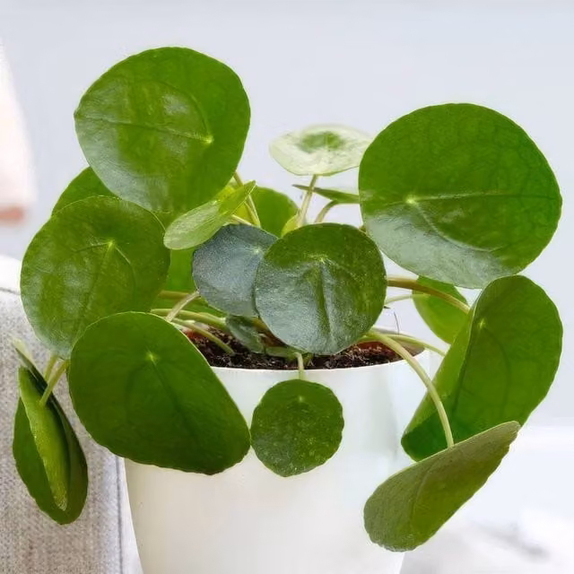 Primrose Pilea Peperomioides Chinese Money Plant in a Green 13cm Pot, Height: 20 cm
