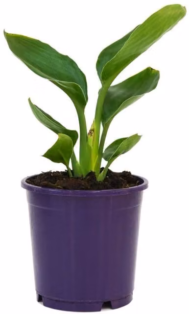 Thompson & Morgan Exotic Strelitzia Bird of Paradise Flowering Indoor House Plant, Orange, Blue and Green