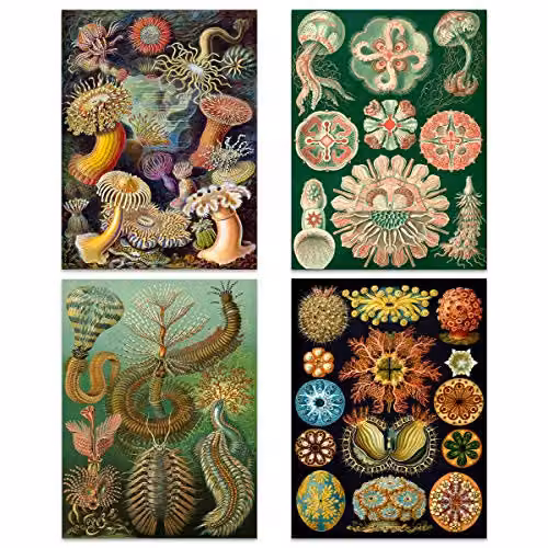 Artery8 Ernst Haeckel Kunstformen Der Natur Biology Art Print Poster Pack of 4, Multicolour – 2