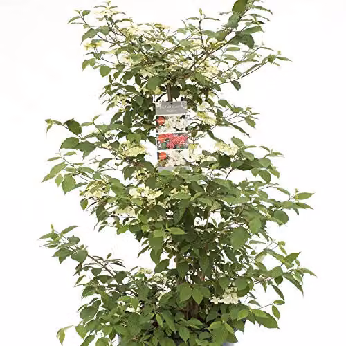 Thompson and Morgan Viburnum Plicatum Kilimanjaro Japanese Snowball Plant with White Blooms, 3 Litre Pot – 6
