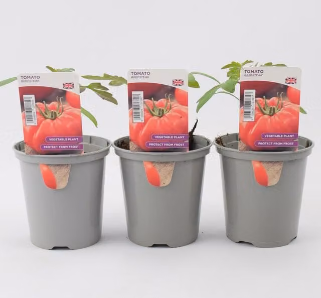 Plants By Post Tomato Beefsteak Plants, 3 Pack, Red