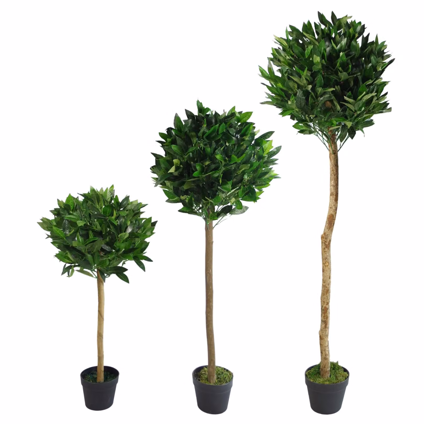 Leaf Design UK Pair of Plain Stem Artificial Bay Laurel Topiary Ball Trees, Green, Height: 120 cm – 5