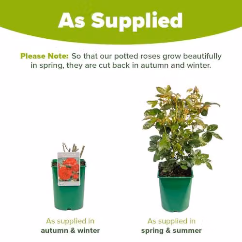 YouGarden Rose Hot Chocolate Established Aromatic Plant in 4L Pot – 3