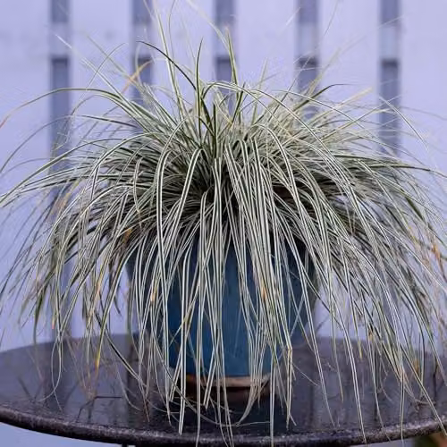 Thompson & Morgan Carex oshimensis Everest Variegated Evergreen Ornamental Grass, 9cm Pot – 1
