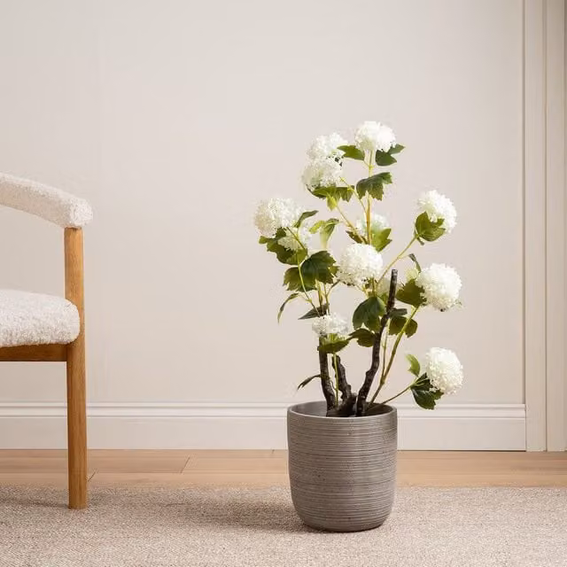 Scottish Everlastings Ltd Potted Hydrangea Plant, Height: 85 cm – 1
