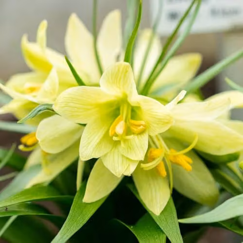 Thompson & Morgan Fritillaria raddeana Hardy Spring-Flowering Perennial Bulbs, 6 Bulbs, Lime Green