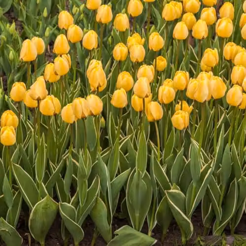 Thompson & Morgan Tulip Cream Cocktail Bulbs, Cream Yellow Spring Flowers, 8 Bulbs – 1