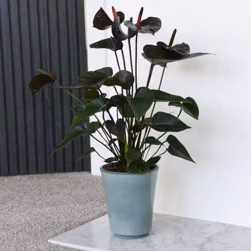 Thompson and Morgan Anthurium Black Love Flamingo Flower Indoor Potted Plant, Black Blooms, 12cm Pot