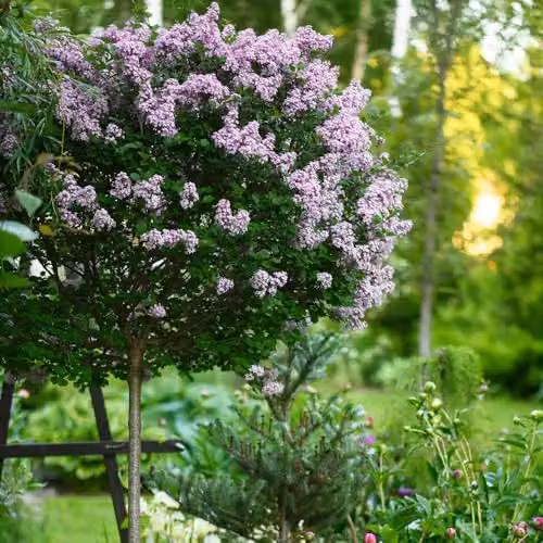 YouGarden Pair of Syringa Palibin Lilac Ornamental Trees, Purple, Height: 90-120 cm, 3 Litre Pots – 5