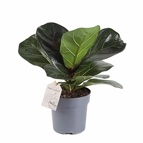 Thompson & Morgan Ficus Lyrata Fiddle Leaf Fig Indoor Potted Plant, Green, Pot Size: 12 cm