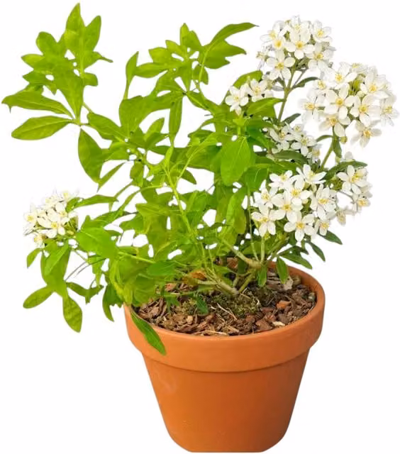 Choisya Snow Flurries Mexican Orange Blossom Ornamental Shrub, White, 3L Pot