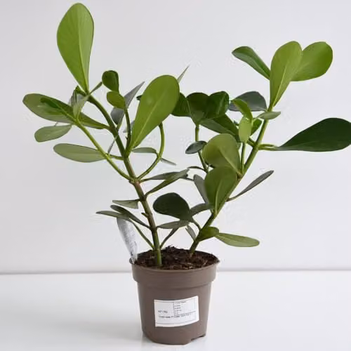 Thompson and Morgan Clusia rosea Princess Autograph Tree Indoor Tropical Foliage Plant, Green, 12cm Potted Plant – 5