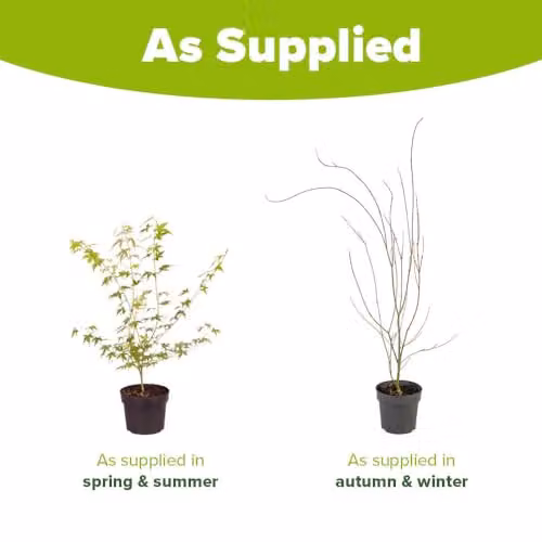 YouGarden Acer Palmatum Katsura Japanese Maple Tree in a 1.5L Pot – 2
