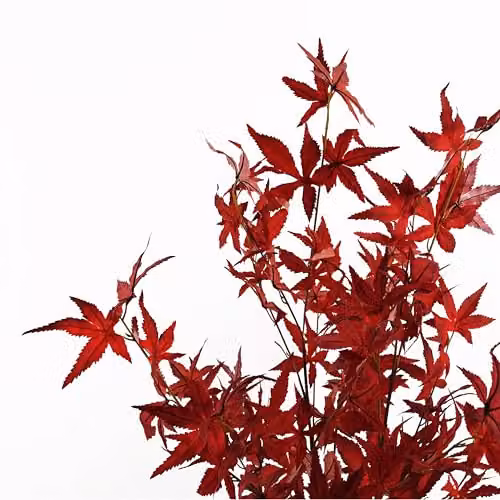 Leaf Design UK 120cm Artificial Red Autumn Maple Tree – 3