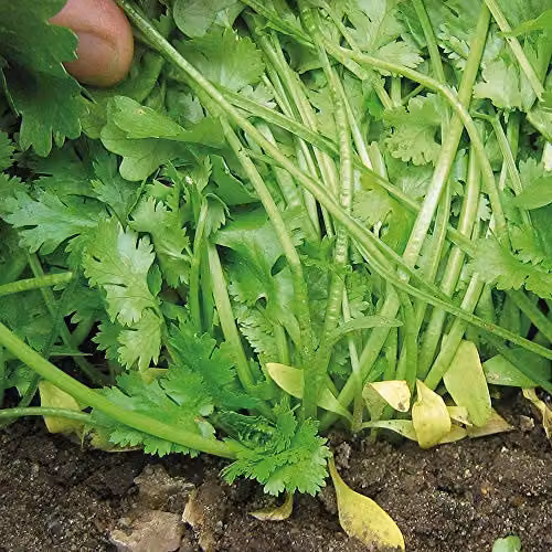 Thompson and Morgan Calypso Coriander Herb Seeds, Green, Hardy Annual with Bolting Resistance