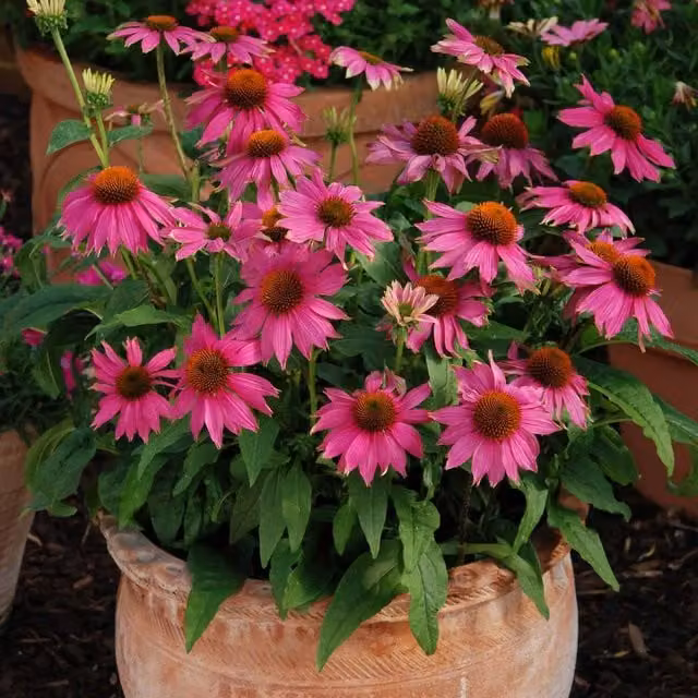 Marshalls Garden Echinacea PowWow Wild Berry Pink Perennial Plant, Pack of 6