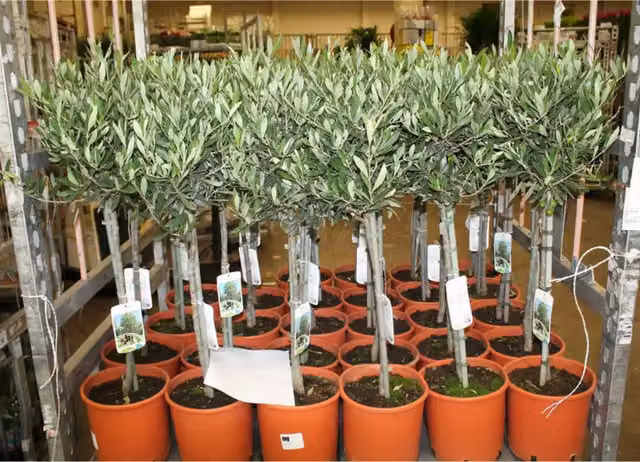 Plants by Post Olea Ornamental Outdoor Mediterranean Olive Tree in Grey Pot, Height: 90 cm
