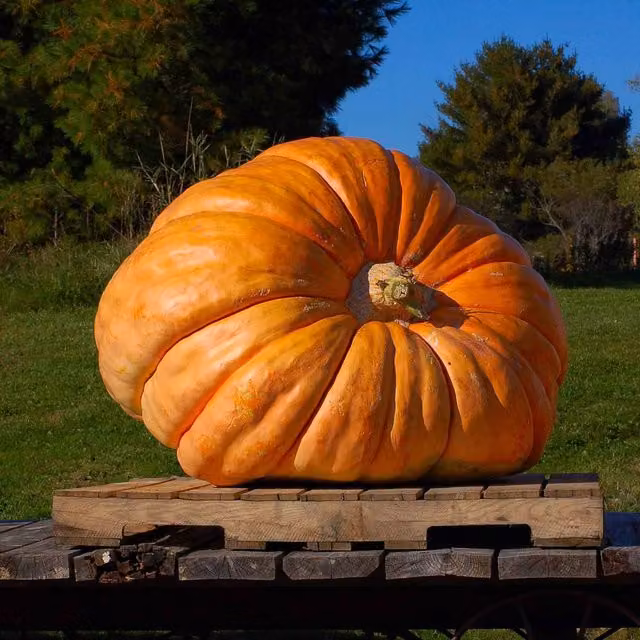 Unwins Mammoth Pumpkin Seeds, Green
