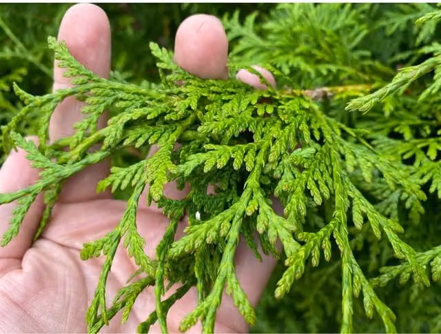 Direct Plants Thuja Plicata Gelderland Western Red Cedar Conifer Hedge Plant, Green, 3-4ft, 2 L Pots