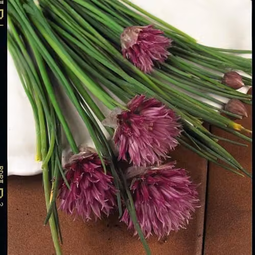 Thompson & Morgan Chives Herb Plant Allium schoenoprasum, 3 x 1 Litre Potted Plants – 2