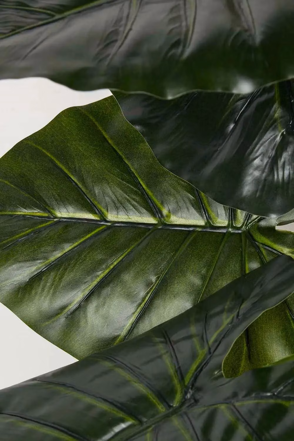 Homescapes Green Taro Plant in a Black Pot, Height: 90 cm – 3