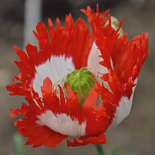 Thompson and Morgan Papaver Danish Flag Poppy Flower Seeds, 300 Seeds – 1