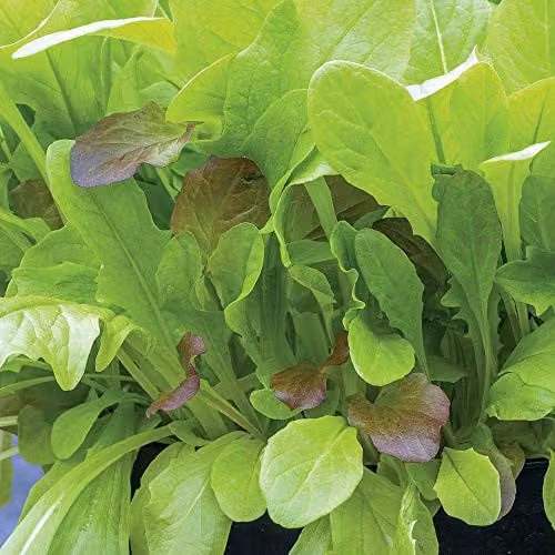 Thompson & Morgan Crunchy Blend Lettuce Seeds, 500 Seeds
