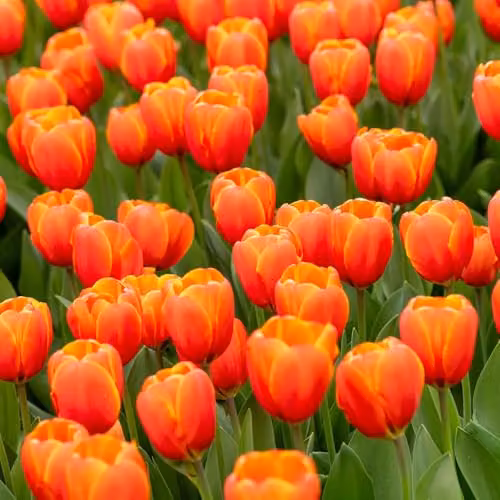Thompson and Morgan Nurseryman's Choice Tulip Bulbs, Multicolour Spring Flowering Mix, 16 Bulbs – 4