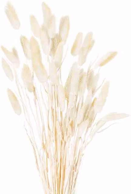 Lemon Pavilion Dried Bunny Tail Artificial Plant Bunch of 40, Height: 60 cm, Natural Beige