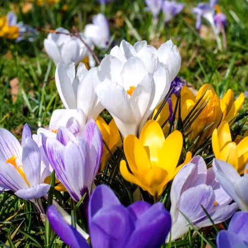 YouGarden Crocus Large Flowered Mixed Bulbs, Set of 30 Multicolour and White Bulbs for Autumn Planting – 3