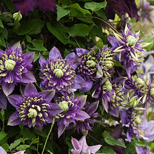 Thompson and Morgan Clematis Florida Taiga Hardy Climbing Shrub, Purple and Green, 11cm Pot – 5