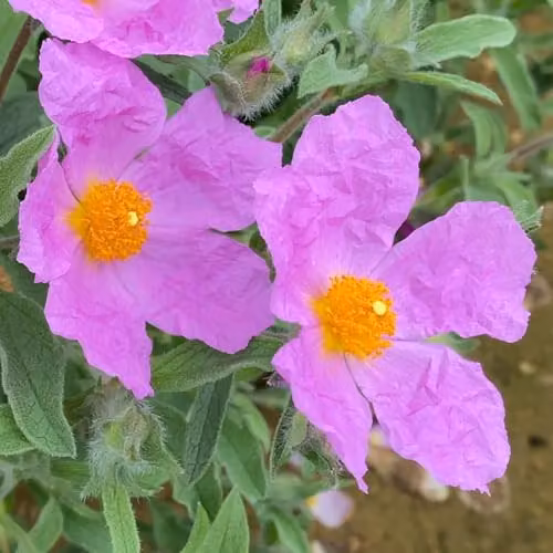 Thompson & Morgan Cistus creticus Cretan Rockrose Hardy Evergreen Flowering Ornamental Shrub, 3 Litre Pot