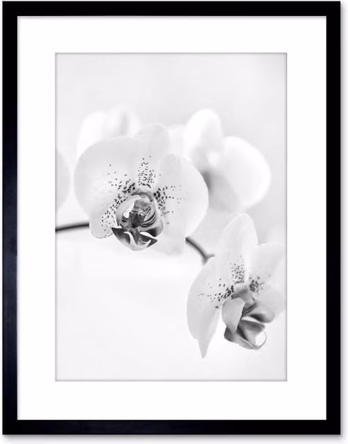 Artery8 Black and White Floral Nature Photograph Framed Wall Art Print, W: 17.78 cm, H: 22.86 cm – 1