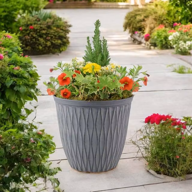 Plants by Post Multicolour Ornamental Bedding Plants for Outdoor Garden Use