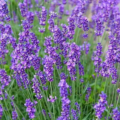Thompson and Morgan English Lavender Munstead Lavandula angustifolia Seed Pack, Approx 110 Seeds, Purple Blooms