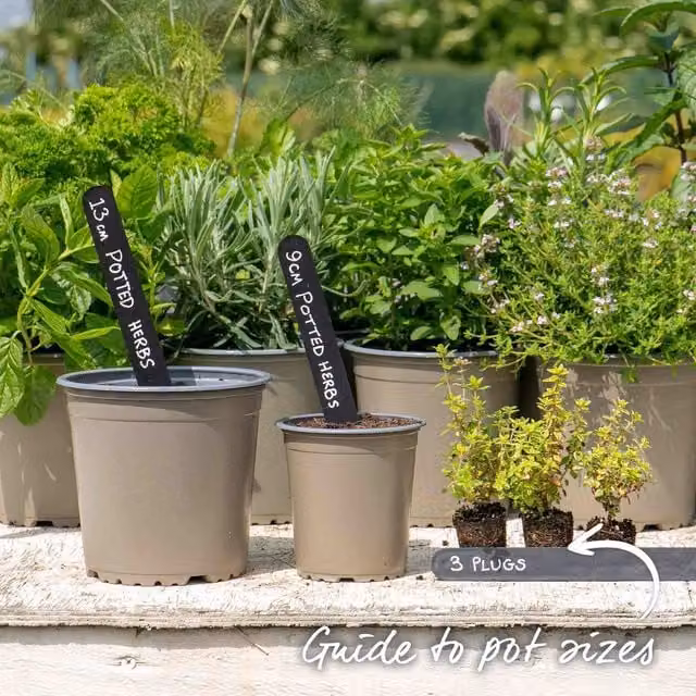 Marshalls Garden Lemon Thyme Perennial Herb Plant (Thymus vulgaris) in Brown Pot
