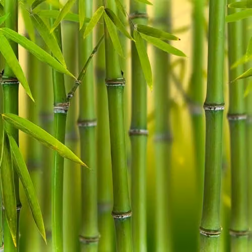 YouGarden Phyllostachys bissettii Green Bamboo Hedge Plant in 3L Pot